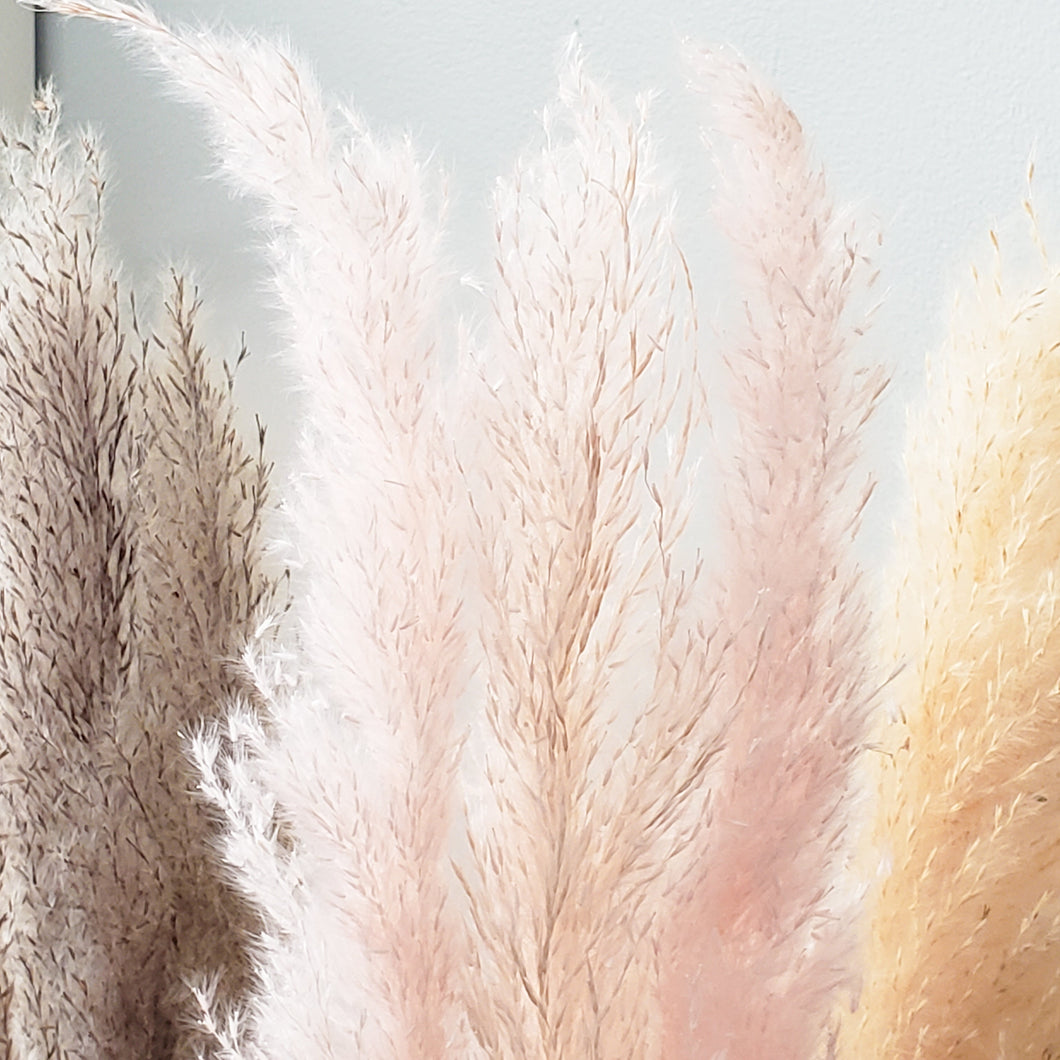 Pampass Grass Stems Pack of 3 stems  - Multi Colour Options