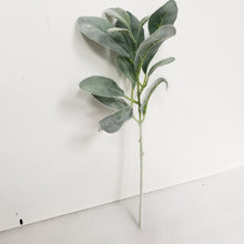 Lambs Ear Stem