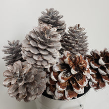 Pinecone On a Stand